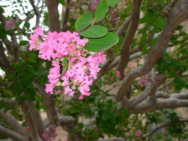 n_70 Affenrutschbaum.jpg